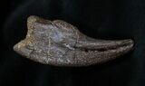 Awesome Dinosaur Hand Claw Struthiomimus #1696-1